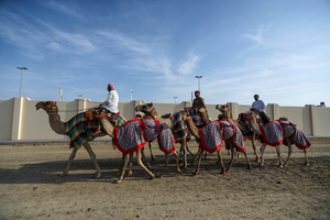 The camels and their handlers seen preparing for the start of the Arabian camel race at a facility called "Al Shahaniya Camel Racing Track". Camels are guided by operators using wireless devices that control robot jockeys, pulling the reins and encouraging the animals through built-in loudspeakers. In 2005, Qatar banned child jockeys from camel racing following international concerns over child exploitation and trafficking. To preserve the sport, lightweight robot jockeys were introduced and are remotely operated by trainers driving alongside the track.