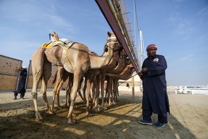 The camels and their handlers seen preparing for the start of the Arabian camel race at a facility called "Al Shahaniya Camel Racing Track". Camels are guided by operators using wireless devices that control robot jockeys, pulling the reins and encouraging the animals through built-in loudspeakers. In 2005, Qatar banned child jockeys from camel racing following international concerns over child exploitation and trafficking. To preserve the sport, lightweight robot jockeys were introduced and are remotely operated by trainers driving alongside the track.
