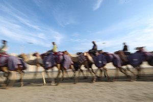 The camels and their handlers seen preparing for the start of the Arabian camel race at a facility called "Al Shahaniya Camel Racing Track". Camels are guided by operators using wireless devices that control robot jockeys, pulling the reins and encouraging the animals through built-in loudspeakers. In 2005, Qatar banned child jockeys from camel racing following international concerns over child exploitation and trafficking. To preserve the sport, lightweight robot jockeys were introduced and are remotely operated by trainers driving alongside the track.