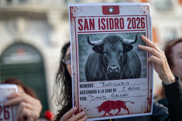 An activist holds a placard with the image of a bull during the demonstration. Protesters took part in an anti-bullfighting rally organized by PACMA (Animal Rights Party for the Environment) against the killing of bulls during the traditional San Isidro Labrador festivities, honoring the patron saint of Madrid.