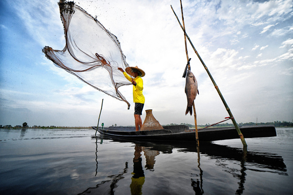 A Fisherman seen throwing the fishing net from his boat as a part of the traditional Fishing Method . Bortir Bill, a vast wetland surrounded by farmland in the North 24 Parganas district of West Bengal, about 50 kilometers from Kolkata, supports fishing as a primary source of livelihood for local residents. Despite the widespread use of modern fishing methods, many families continue to rely on traditional, low-cost, and environmentally friendly techniques, including bamboo fish traps, large fishing nets, and a distinctive leg-rowing method.