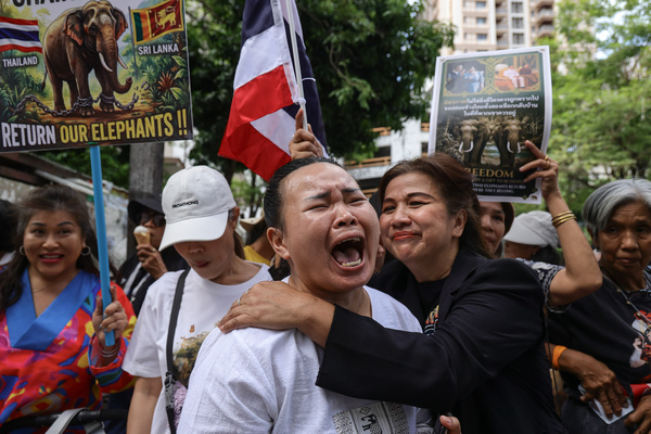 Thai elephant lovers cry during a protest calling for two elephants to be returned from Sri Lanka. Thai elephant advocates gathered outside the Sri Lankan Embassy in Bangkok, demanding the urgent repatriation of two Thai goodwill ambassador elephants, Plai Pratu Pha and Plai Srinarong. The protest followed reports that the elephants had been severely overworked and mistreated, with advocates urging both governments to prioritize their welfare and safe return to Thailand.