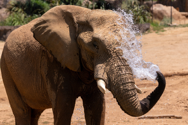 An elephant splashes water over its head with its trunk. The Denny Sanford Elephant Valley is a recently opened elephant habitat at the San Diego Zoo Safari Park in Escondido, California. The new area provides expanded spaces and enrichment features for the park's elephants while offering visitors opportunities to observe elephant behavior and learn about conservation.