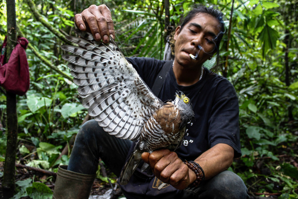 Dedi Langlangbuana displays a Dadali Bird that was caught in Kareumbi forest.
Dedi Langlangbuana and Cecep Kenzi have worked as hunters of song birds for 21 years in the forest. They trap the birds using a special net that is placed on top of the trees at a height of around 30 meters. One tree have about fifteen nets and the length of one net is three meters. In one catch they can get 50 to 100 of song birds. The average price of these birds ranges from $0,70USD to $278USD or even more according to the type of bird.