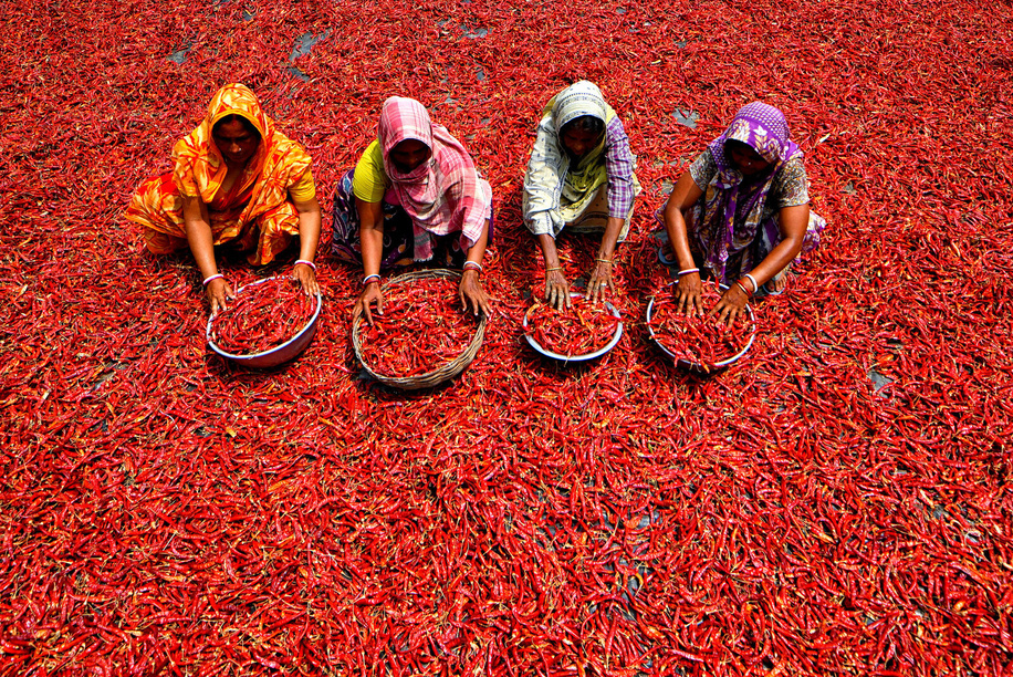 Female workers process and dry red chili pepper under the sun on the river bank of Ganga near Hooghly district of West Bengal. Every day these woman labours earn approx USD $2 (INR 150) for working 8 hours a day. The work is one of the main sources of income for their families before the monsoon (rainy season).