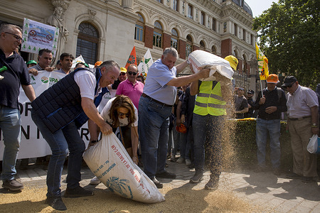 Farmers throw wheat grains to the ground in front of the Spanish Ministry of Agriculture, Fisheries and Food headquarters during a demonstration. Farmers stage a demonstration demanding direct aid, to the grain sector in response to the situation caused by rising imports.