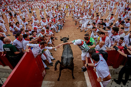 The heifers leave the bullring after the running of the bulls, where the youngsters run before them, during the festivities of San Fermin 2023. The fourth running of the bulls in Pamplona during the San Fermín festivities, six bulls from the Fuente Ymbro ranch have run the 850-meter section until they reach the Pamplona Bullring in a time of 2 minutes and 53 seconds, leaving several injured by bruises along the way.