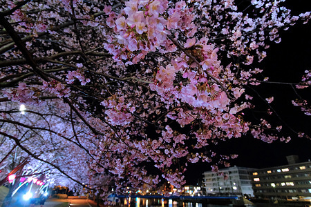 Kanzakura cherry blossoms are in full bloom at Omori Kita Park in Tokyo’s Ota Ward, Japan. The blossoms are illuminated at night, creating a dreamy atmosphere throughout the park.