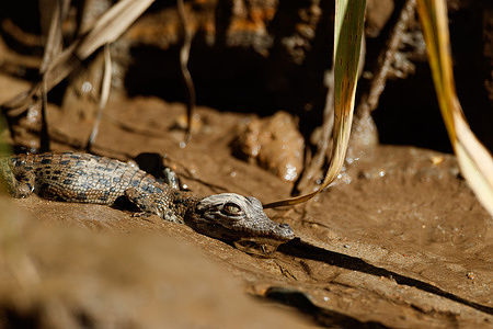 Estuarine Crocodile (Crocodylus porosus) hatchling along the banks of the Daintree River. After three years of flooding causing the destruction of nests and eggs, several females along this stretch of the river hatched successful clutches.