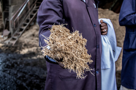 A man holding bagasse, the residual fiber from sugarcane, at the government-owned, South Nyanza Sugar Company (Sonysugar). In addition to producing sugar, Kenya's South Nyanza Sugar Company (Sonysugar) uses sugar cane waste, known as bagasse, to produce briquettes coal blocks and to generate steam for energy.