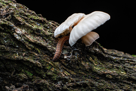 A millipede (Polydesmida) seen crawling beside mushrooms on decaying wood in Ngong Forest. The forest-dwelling arthropod feeds on decomposing plant material.