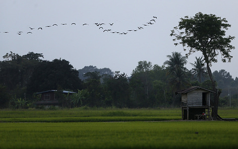 Storks fly back over a rice field during sunset in Nakhon Sawan province, north of Bangkok.