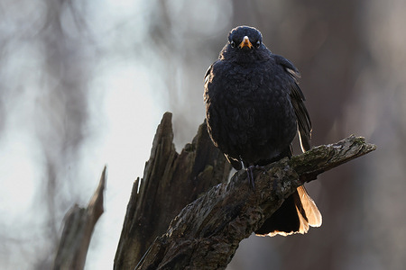 A male blackbird (Turdus merula) sits on a tree branch in a city park in St. Petersburg. With the arrival of spring, migratory and native birds become more active in the city's green spaces, marking the beginning of nesting season. The presence of such species in urban areas is an indicator of the ecological health of the city's parks and forested areas.