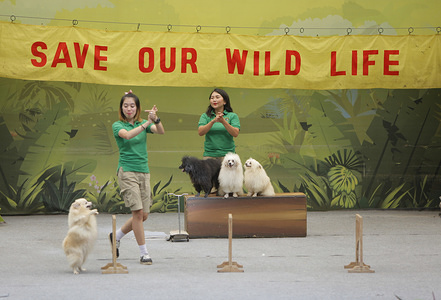 A ranger is seen playing tricks with a dog at the Safari Park Zoo.
Safari park zoo (Taman Safari) Indonesia has a large collection of wild and rare animals.