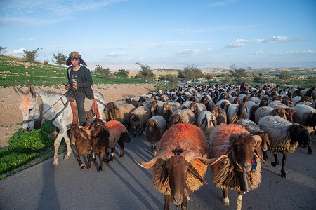 A young shepherd leads a herd of sheep to pasture. Recently, new Jewish settlements have been established in the Jordan Valley. The settlements, which are based on agriculture and animal husbandry, are spread over a large area with the aim of creating a Jewish settlement continuity in the Jordan Valley. Among other things, camels and sheep can be seen grazing in the vast areas.