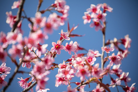 A view of Sakura blossoms at Khun Chang Khian Village, which is the highest village at Doi Suthep mountain, as the season has just started in Chiang Mai, Thailand on January 23, 2025.