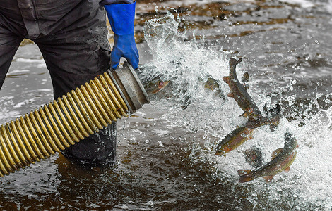 Trout are emptied from a truck using a hose to stock Frances Slocum Lake during the trout stocking. The Pennsylvania Fish and Boat Commission is trout stocking on streams and lakes for fishing season. On Feb 28, they stocked Frances Slouch State Park with rainbow, golden, and regular trout.
