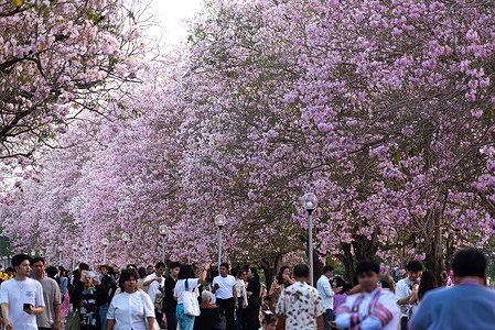 People enjoy the Rosy Trumpet Trees bloom at Kasetsart University’s Kamphaeng Saen Campus in Nakhon Pathom. The Rosy Trumpet Trees or Tabebuia rosea normally peaks bloom in February until March that marks the beginning of the summer in Thailand.