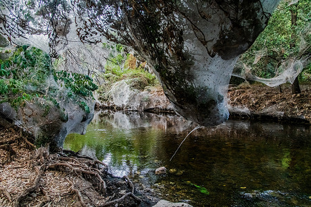 A huge curtain of cobwebs is seen along a wastewater creek. A rare phenomenon of huge spiders' cobwebs. Treated wastewater, rich in organic substances, creates ideal conditions for uncontrolled reproduction of mosquitoes. Millions of "Tetragnatha nitens" spiders gather and lurk for mosquitoes. The plentiful food during the summer and autumn seasons enables the spiders to reproduce in huge numbers. Huge curtains of cobwebs cover the vegetation along Sorek Creek, near Jerusalem, Israel.