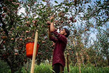 A Kashmiri farmer harvests fresh apples at an orchard during the harvesting season. Farmers across the Himalayan Kashmir region have begun harvesting different varieties of apples, with the season expected to continue until mid-November. Horticulture is the backbone of Jammu and Kashmir’s rural economy, with the sector providing livelihoods to millions of people through farming, harvesting, transportation, storage, and trade.