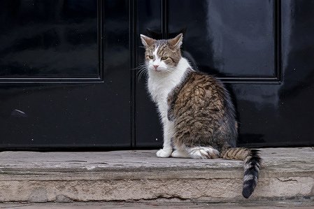 Larry, the Chief Mouser to the Cabinet Office, seen outside 10 Downing Street in London.