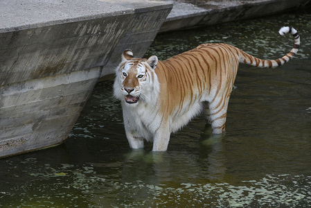 A female Bengal tiger cools off in the water in her enclosure at Madrid zoo, where high temperatures reached up 39º degrees Celsius during the afternoon hours.
The second heatwave of summer continues in Spain. Spanish's weather agency AEMET said that thirty seven provinces with red or orange alert during next days, as very high temperatures could pose a danger for life.