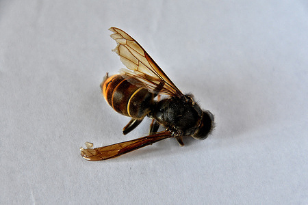 View of a dead asian hornet.