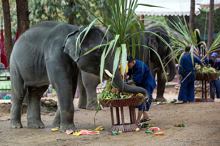 An elephant reaches with its trunk to eat fruit and vegetables from a ceremonial food table during the activities marking Thai Elephant Day 2026 at the Thai Elephant Conservation Center in Hang Chat district, Lampang province, northern Thailand.