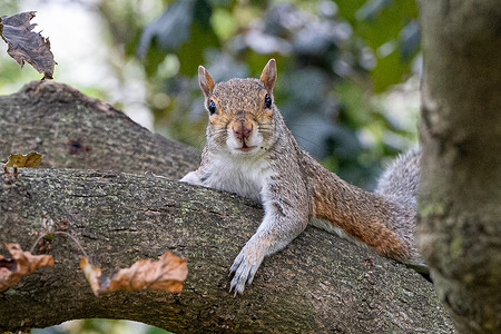 A squirrel hangs out in a tree in front of the Department of Agriculture, Monday, Sept. 15, 2025, in Washington.