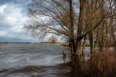 A view of some trees flooded by the high water of the Waal river. The water level of the major rivers in The Netherlands is rising sharply, because of the rain that has been falling during the whole week. The fact that the water level is so much higher is good for shipping. In contrast to the Summer, when the water level was very low so boats and cargo ships could hardly sail.