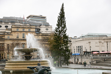 A 20-metre Norwegian spruce seen installed at Trafalgar Square after its arrival from Norway. Since 1947, the people of Norway have gifted a Christmas tree each year in gratitude for Britain's support during World War II. The tree selected from forests near Oslo, is fondly known by Norwegian foresters as "the queen of the forest."