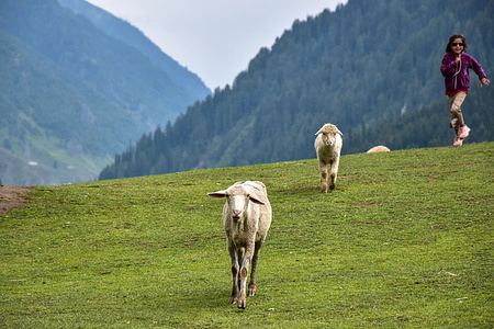 Sheep graze during wet weather conditions in Sonamarg, about 100kms from Srinagar, the summer capital of Jammu and Kashmir.