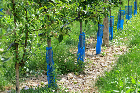 Blue plastic netting for unique protection of fruit tree and apple trees in the village of Maclas.