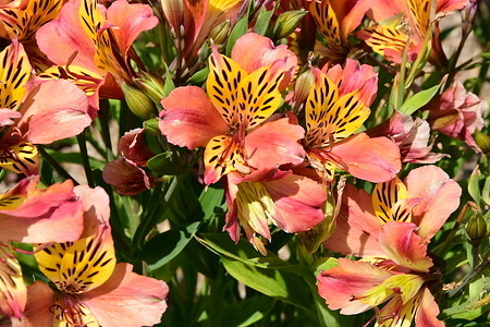 Inca Lily Flower, Alstroemeria aurea seen at the Tete d'Or Park. Parc de la Tête d'Or, one of the largest urban parks in France, is a beloved green space in the heart of Lyon. With its botanical gardens, lake, and free zoo, the park offers locals and tourists a peaceful escape from the city's bustle.