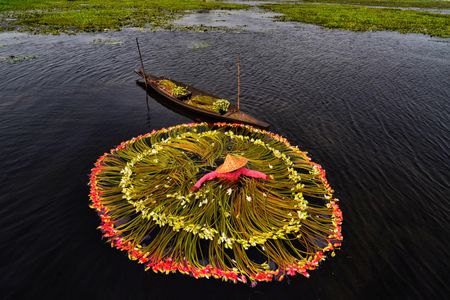 Local color has been added to the water lilies during the sorting process at Bortir bill to make them more attractive for the buyers. Water lilies are cultivated across about 10,000 acres of wetlands at Bortir Bill in the North 24 Parganas district about 50 kilometers from Kolkata. Around 80% of local residents are involved in cultivating and marketing the flowers which are supplied to markets. The water lily growing season runs from August to November.