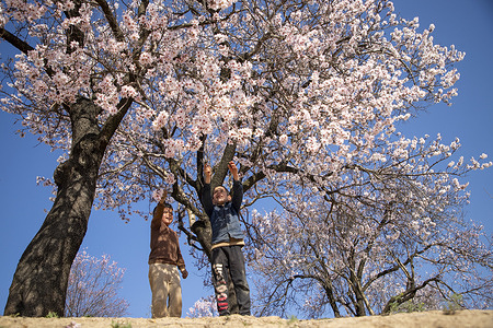 Kashmiri children play beneath unusually early blooming almond blossom trees. Unusually warm winter conditions have triggered early flowering across Kashmir with blossoms appearing weeks ahead of their normal mid March schedule. Experts link the shift to climate change, rising temperatures and prolonged precipitation deficit that is disrupting the natural dormancy cycle of plants. The premature bloom increases the risk of frost damage, poor pollination and reduced fruit yields raising concerns for the region’s fragile horticulture sector and underscoring wider climate related disruption to seasonal patterns.