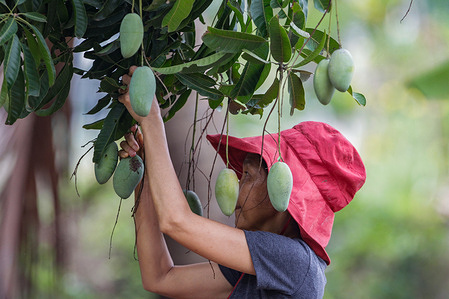 A farmer collects Okrong mangoes in a plantation in Nakhon Sawan province, north of Bangkok.