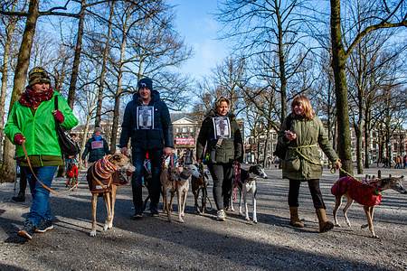 A group of protesters accompanied by their dogs walk on the road during the demonstration. The Spanish organization 'No A La Caza' (NAC) organized several demonstrations around Europe. In The Netherlands, the 'Galgo Podenco Platform', an alliance between partners who represent the interests of galgos and podencos in every way, called for a protest in The Hague to express their support from the Netherlands to all organizations that fight in Spain against the ongoing greyhound suffering, and to take a stand against the exclusion of hunting dogs from the Spanish animal welfare bill. Every year, after the hunting season, about 50,000 Galgo’s and Podenco’s are abandoned, animal rights organizations in Spain say.
