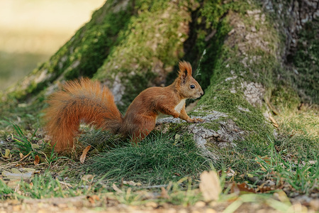 A squirrel is seen searching for food at the Royal Lazienki Park in Warsaw.