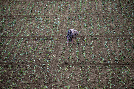 A Kashmiri woman sows cauliflower saplings in a field on the outskirts of Srinagar, Indian administered Kashmir. Agriculture remains a key source of livelihood in the region, supporting a large portion of the rural population.