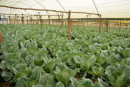 Cabbages in a greenhouse in Nairobi.
Under the current administration, Kenya has identified agriculture as a key factor that will facilitate its development goals.