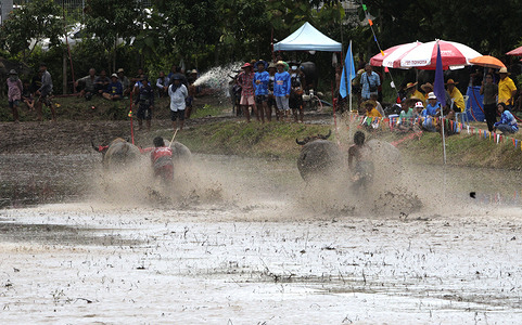 Jockeys compete during the Chonburi's annual buffalo race festival. The Buffalo Racing Festival of Thailand, also called the "Wing Kwai" Chonburi buffalo race is one of the most awaited festivals in Thailand. The Buffalo Race brings tourists to visit Chonburi to witness the buffaloes' race with speed and agility.