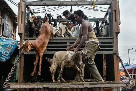 Sellers off load goats from a truck at a livestock market ahead of Eid Al-Adha festival in Kolkata.
Eid Al Adha is a festival in Islam also known as the festival of sacrifice.