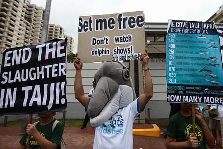 An activist wearing a dolphin face mask seen holding a placard during the protest.
Environmental and animal welfare groups lead by the Philippine Animal Welfare Society (PAWS) held a program in front of the Japanese embassy in Pasay City, Metro Manila, for the end of the whale and dolphin hunt by the Japanese government which kills hundreds of marine life for scientific purposes. The groups also called for the banning of the importation of beluga whales for shows and profit.