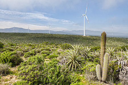 Cactus plant and wind turbines at the Monte Redondo Wind Farm located in the Coquimbo Region of Chile, right on the coast of the Pacific Ocean at 326km of the Pan-American Highway in Elqui Province.