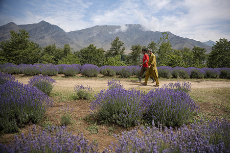 Farmers walk through blooming lavender fields at Sirhama village in South Kashmir's Anantnag district during the peak flowering season. Blooming lavender fields at Sirhama village in South Kashmir's Anantnag district have emerged as one of the Valley's newest agri-tourism attractions. Developed under the CSIR-IIIM Aroma Mission, the fields draw visitors during the summer flowering season while supporting the cultivation of lavender for essential oil production, generating new livelihood opportunities for local farmers.