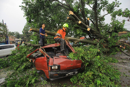 Officers seen cutting down fallen trees due to small tornadoes. Heavy rains accompanied by small tornadoes struck the Batutulis area in the South of Bogor where 1 person was found died in the disaster.
