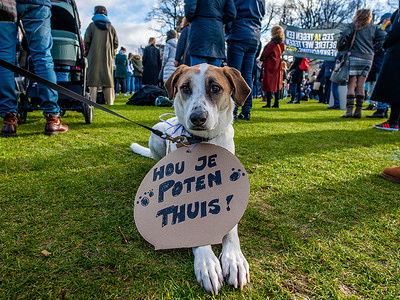 A dog is seen with a placard around his neck, that says Keep your paws at home during the demonstration.
Due to the abuses surrounding the TV program, 'The Voice of Holland', sexually transgressive behavior is currently receiving a lot of attention in the country. The Dutch organization 'Wij zijn M' (We Are M), has organized a demonstration at the Museumplein in Amsterdam to raise political awareness about this problem, and to show their support with the victims of the program and not to blame them. Recently the program and its creators have come under fire as news emerged of several of those involved in the show abusing their position and taking advantage of young female contestants and colleagues. For the time being, the program has been suspended.