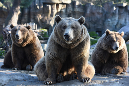 Three Brown bears seen waiting for food at Madrid zoo.