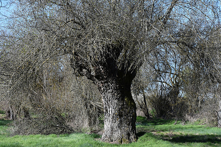 A century-old ash tree seen in Rebollo de Duero, north of Spain In the dehesa of this small Spanish village, there are ash trees that are around five hundred years old. Their preservation throughout the centuries is largely due to the stewardship and dedication of the local villagers.